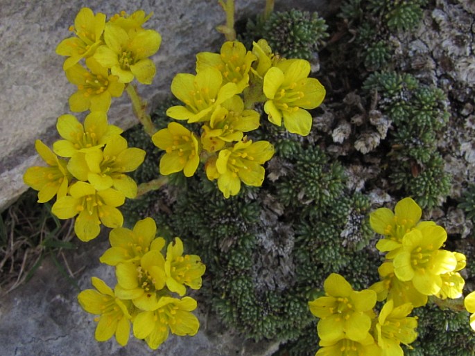 Saxifraga ferdinandi-coburgi