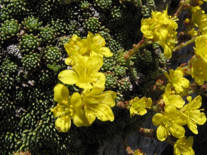 Saxifraga ferdinandi-coburgi