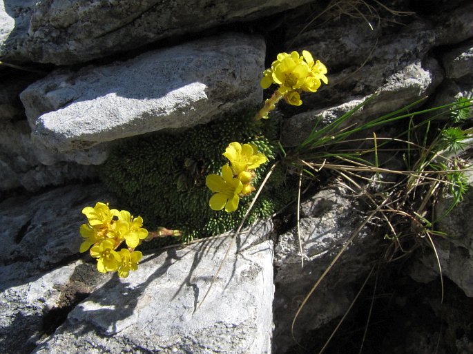 Saxifraga ferdinandi-coburgi