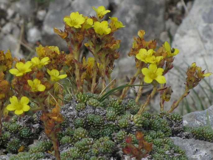 Saxifraga ferdinandi-coburgi