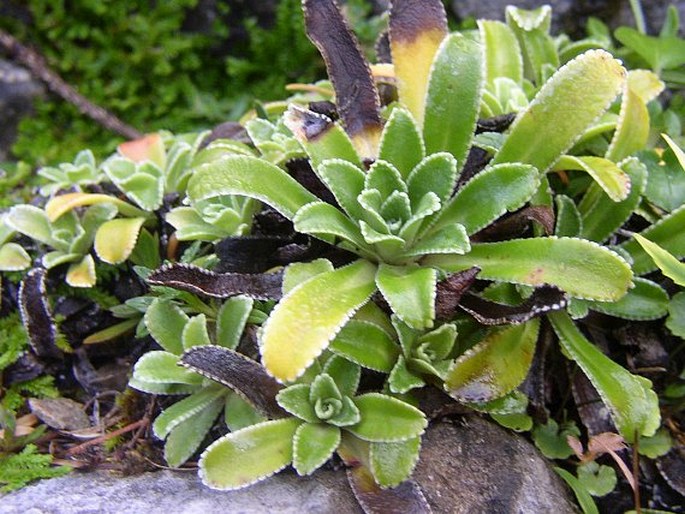 Saxifraga hostii