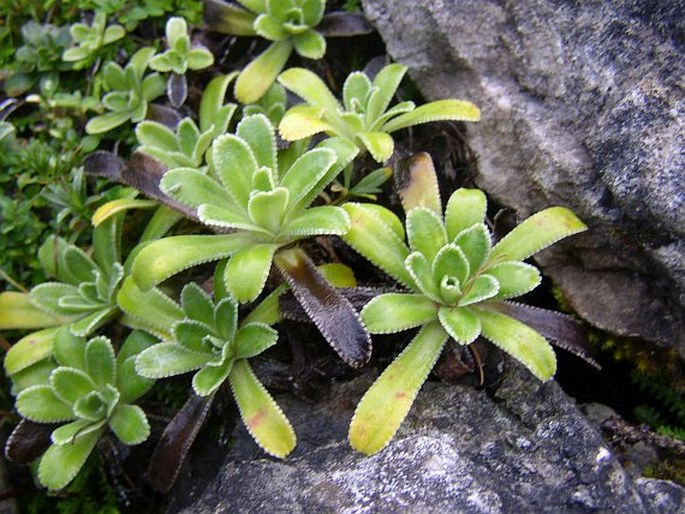 Saxifraga hostii