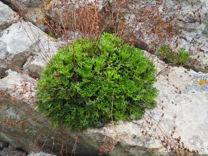 SAXIFRAGA CANALICULATA Boiss. et Reut. ex Engl. – lomikámen / lomikameň