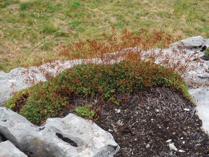 Saxifraga canaliculata