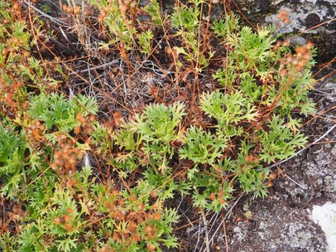 Saxifraga canaliculata