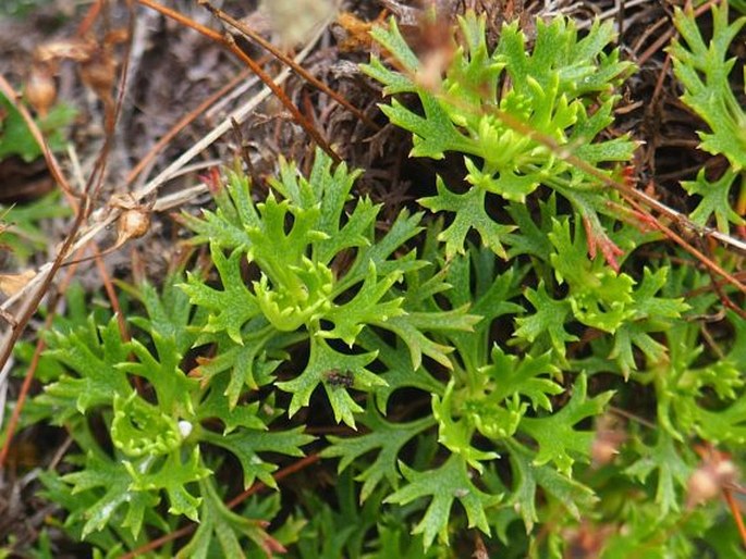 Saxifraga canaliculata