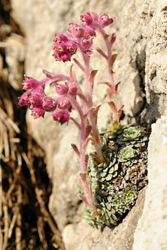 Saxifraga porophylla