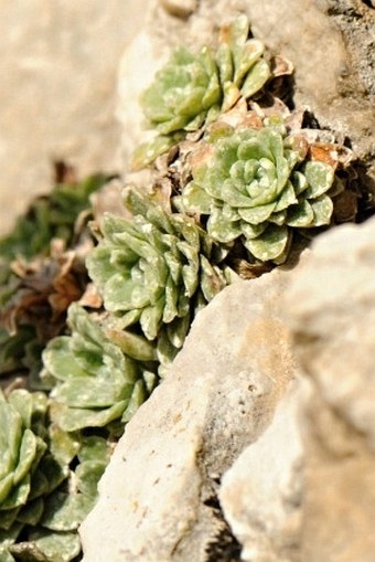 Saxifraga porophylla