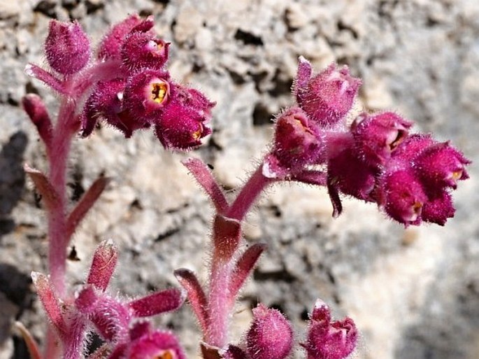 Saxifraga porophylla