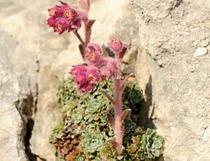 Saxifraga porophylla