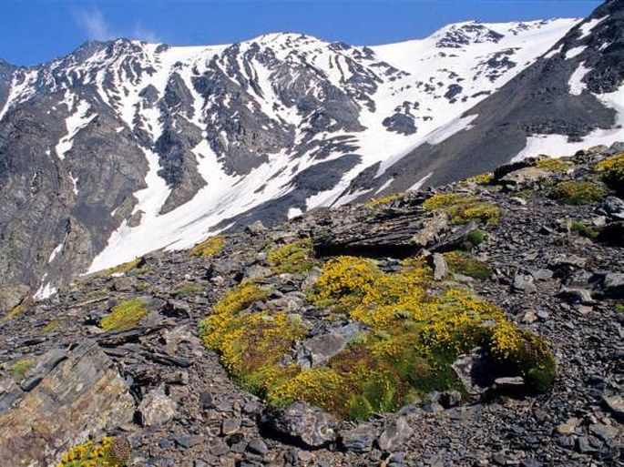 Saxifraga juniperifolia