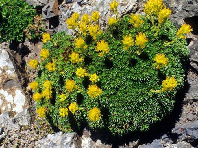 Saxifraga juniperifolia