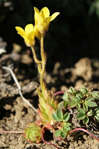 Saxifraga flagellaris