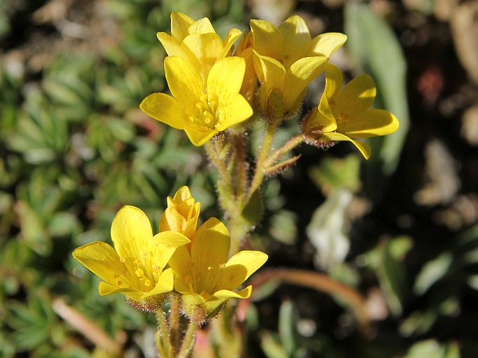 Saxifraga flagellaris