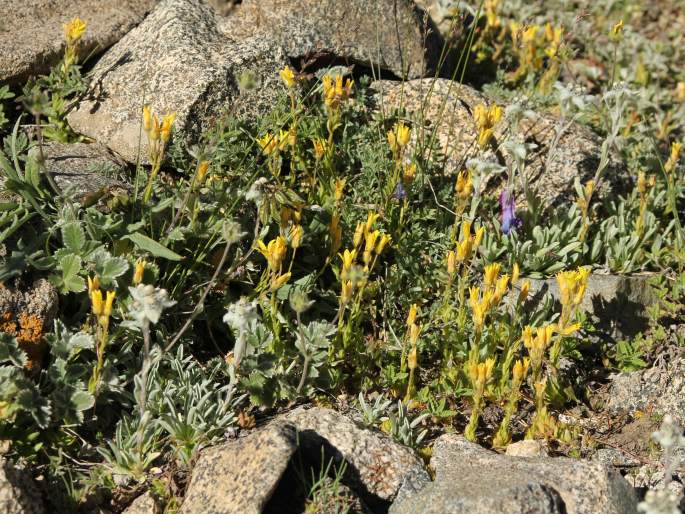 Saxifraga flagellaris