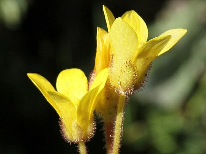 Saxifraga flagellaris