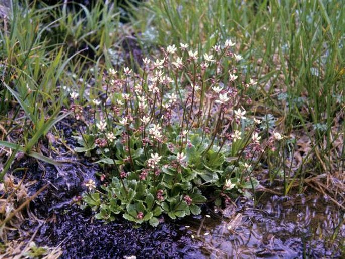 Saxifraga stellaris