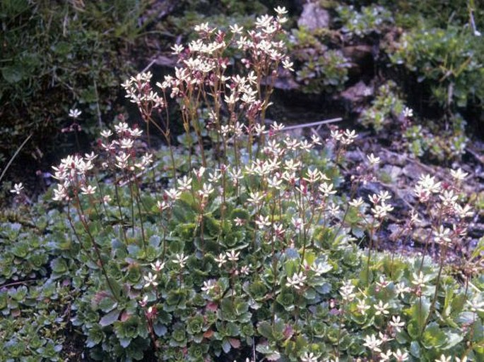 Saxifraga stellaris