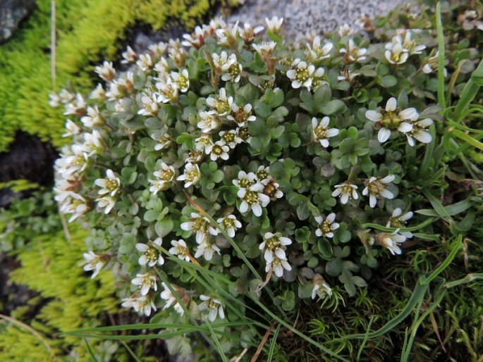 Saxifraga rivularis