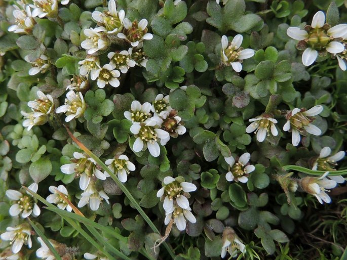 Saxifraga rivularis