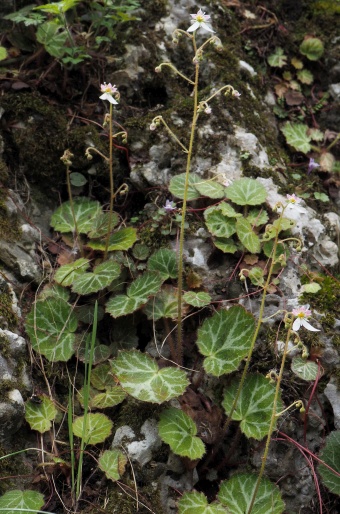 Saxifraga stolonifera