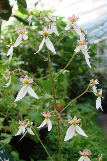 Saxifraga stolonifera