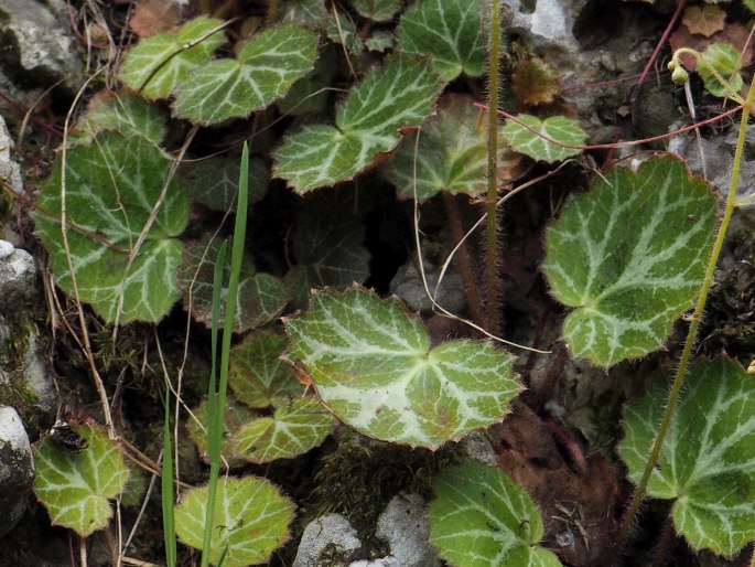 Saxifraga stolonifera