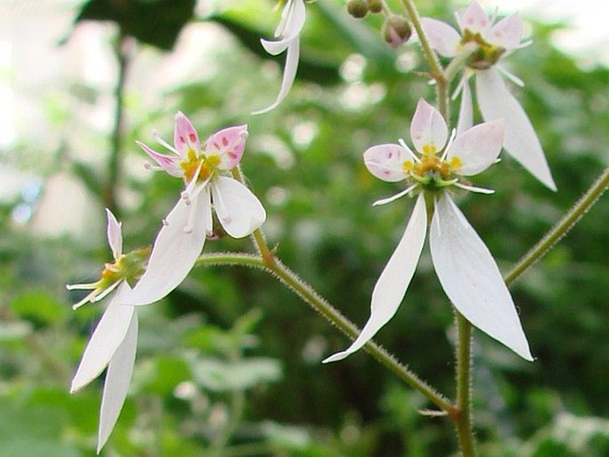 SAXIFRAGA STOLONIFERA Curtis - lomikámen výběžkatý / lomikameň