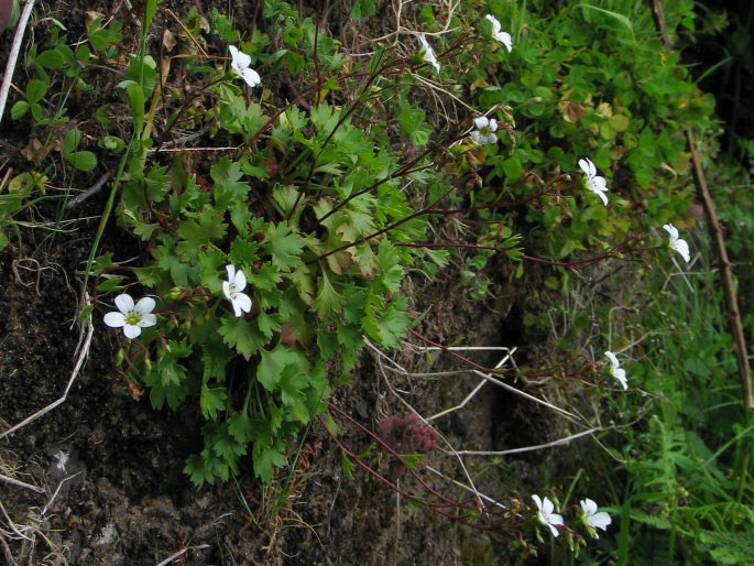 Saxifraga maderensis var. maderensis