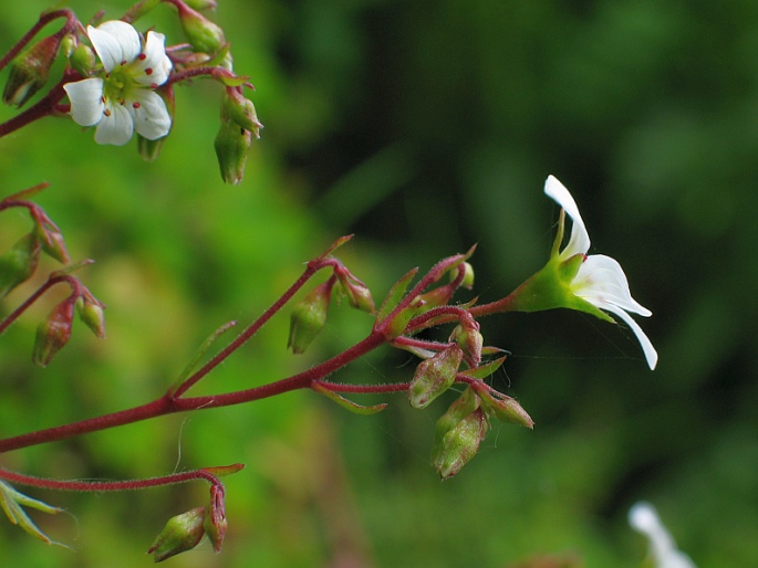 Saxifraga maderensis var. maderensis