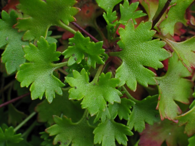 Saxifraga maderensis var. maderensis