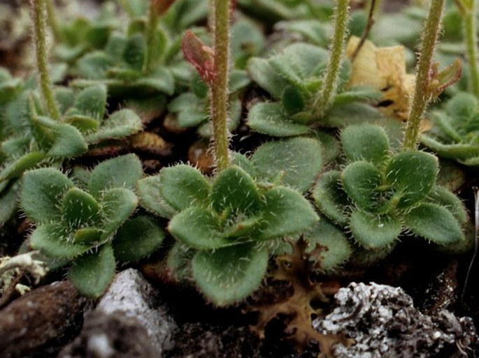 Saxifraga merkii