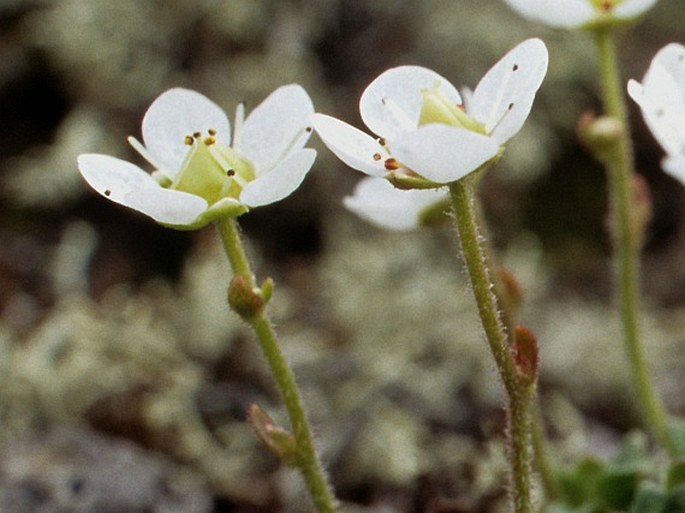 Saxifraga merkii