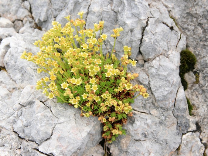 Saxifraga moschata