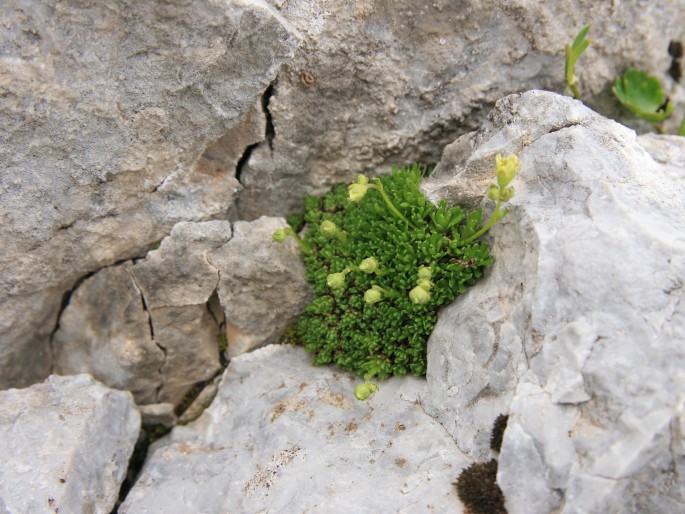 Saxifraga moschata