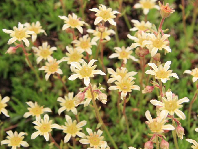 Saxifraga moschata