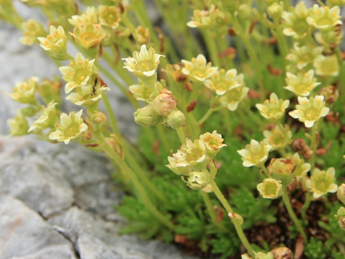 Saxifraga moschata