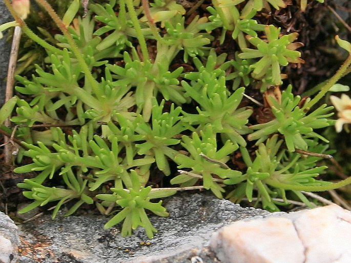 Saxifraga moschata