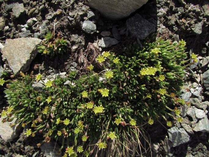 Saxifraga seguieri