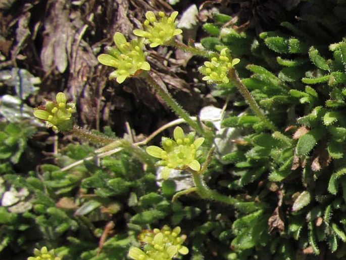 Saxifraga seguieri