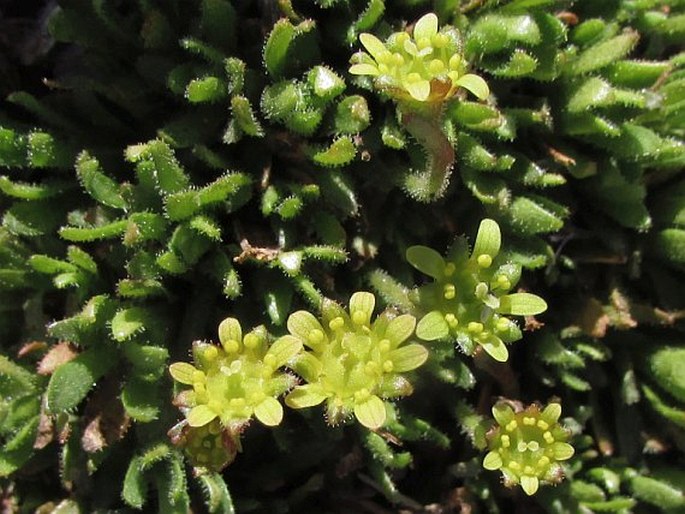 Saxifraga seguieri