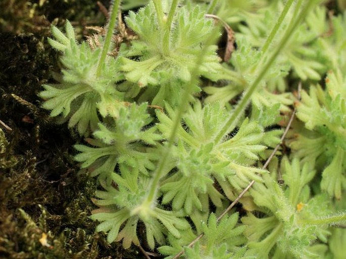 Saxifraga rosacea subsp. steinmannii