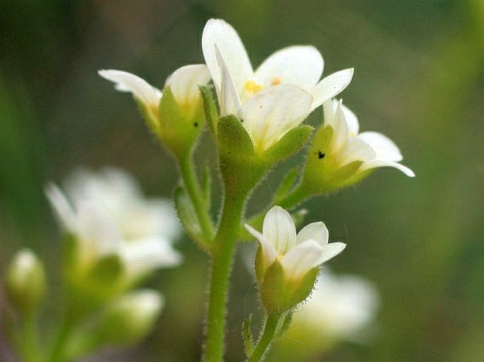 Saxifraga rosacea subsp. steinmannii