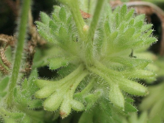 Saxifraga rosacea subsp. steinmannii