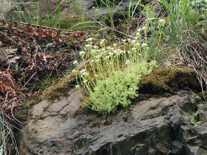 Saxifraga rosacea subsp. steinmannii