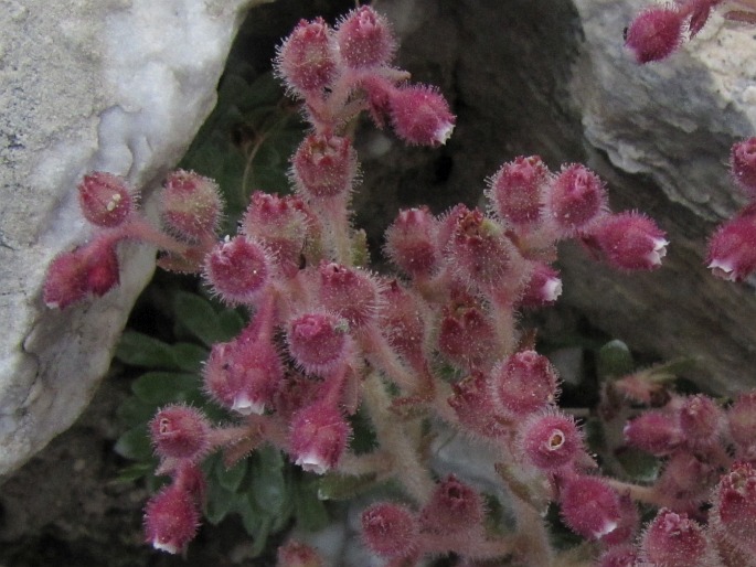 Saxifraga stribrnyi