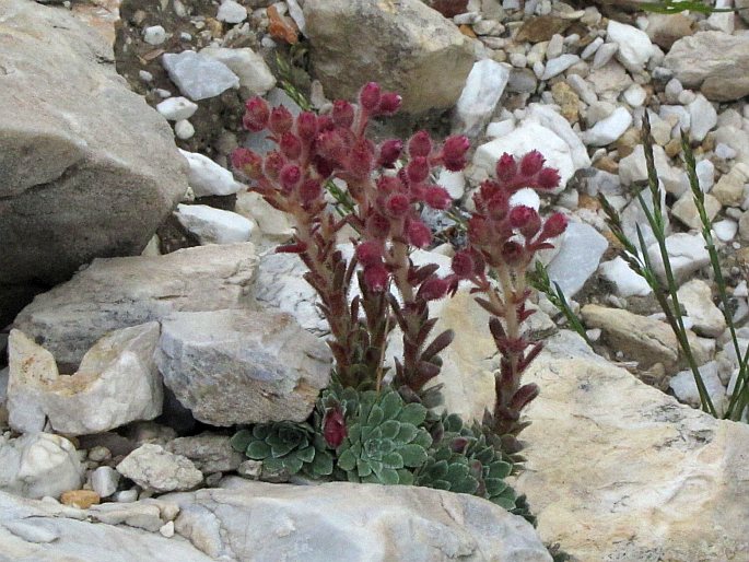 Saxifraga stribrnyi