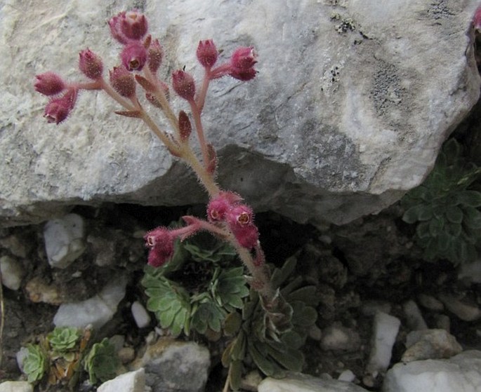 Saxifraga stribrnyi