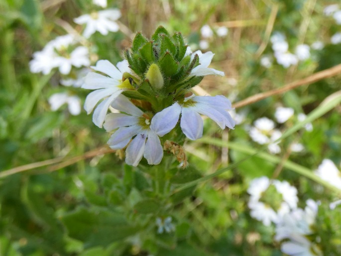 Scaevola albida