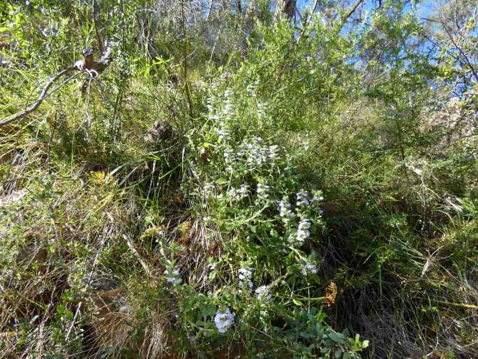 Scaevola albida